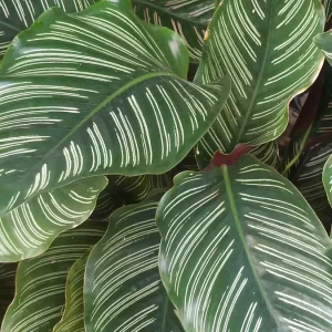 Aphelandra Zebra Plant - Live Houseplant - 4 inch Pot - Indoor Tropical Foliage - Image 3
