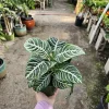 Aphelandra Zebra Plant Live Plant – 4 inch Pot – Flowering Houseplant – Indoor - Image 1