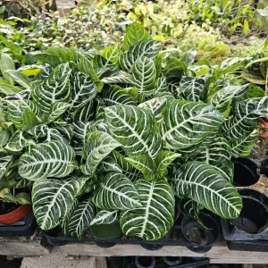 Aphelandra Zebra Plant Live Plant – 4 inch Pot – Flowering Houseplant – Indoor - Image 2