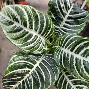 Aphelandra Zebra Plant Live Plant – 4 inch Pot – Flowering Houseplant – Indoor - Image 3