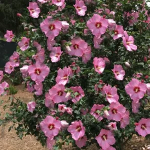 Aphrodite Rose of Sharon Althea Live Plant – Quart Pot – Outdoor Shrub - Image 10