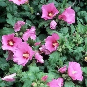Aphrodite Rose of Sharon Althea Live Plant - Quart Pot, Outdoor Shrub - Image 2