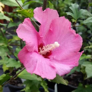 Aphrodite Rose of Sharon Althea Live Plant – Quart Pot – Outdoor Shrub - Image 2