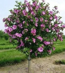Aphrodite Rose of Sharon Althea Live Plant - Quart Pot, Outdoor Shrub - Image 1