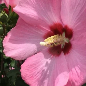 Aphrodite Rose of Sharon Althea Live Plant – Quart Pot – Outdoor Shrub - Image 3