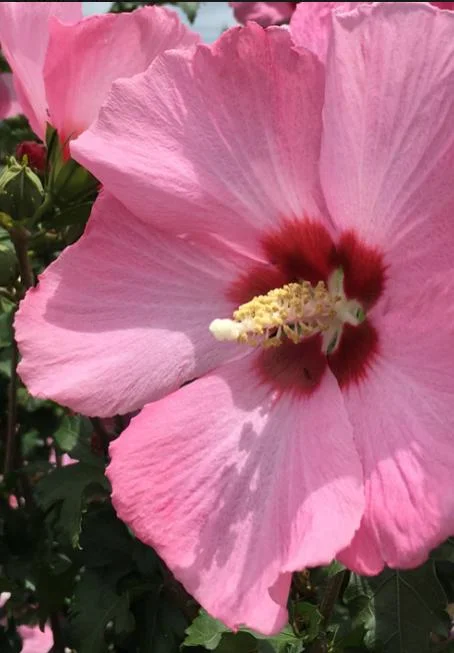 Aphrodite Rose of Sharon Althea Live Plant – Quart Pot – Outdoor Shrub - Image 3