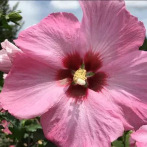 Aphrodite Rose of Sharon Althea Live Plant – Quart Pot – Outdoor Shrub - Image 4
