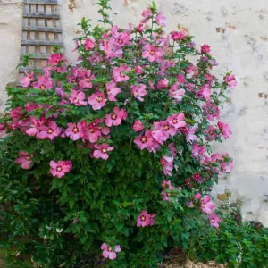 Aphrodite Rose of Sharon Althea Live Plant – Quart Pot – Outdoor Shrub - Image 5