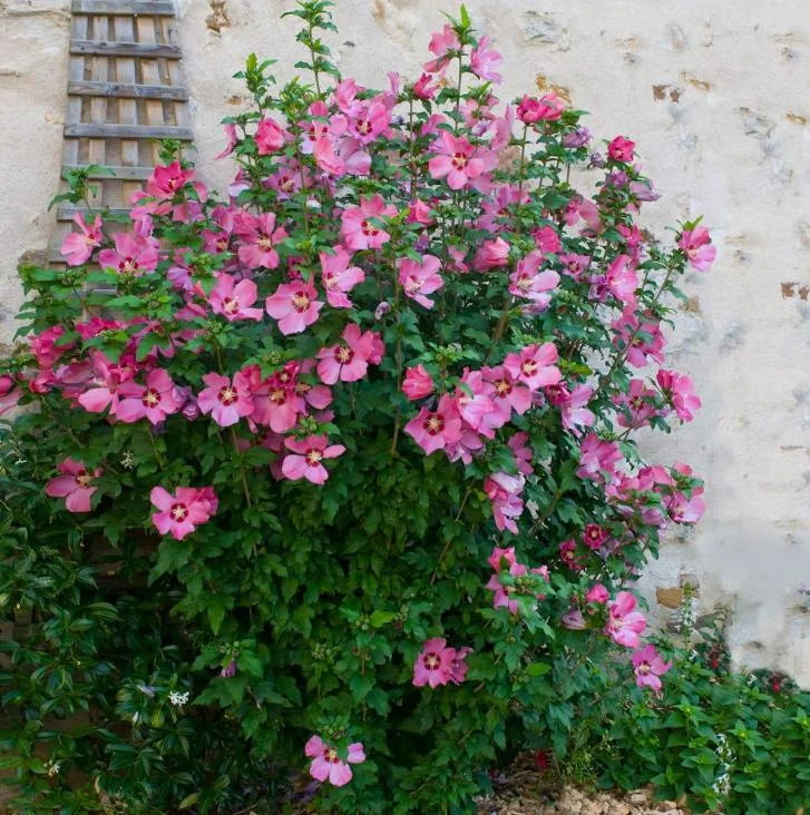 Aphrodite Rose of Sharon Althea Live Plant – Quart Pot – Outdoor Shrub - Image 5
