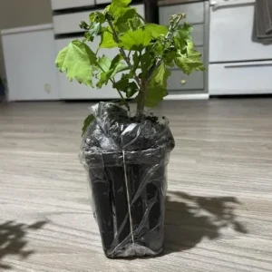 Aphrodite Rose of Sharon Althea Live Plant – Quart Pot – Outdoor Shrub - Image 6