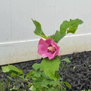 Aphrodite Rose of Sharon Althea Live Plant – Quart Pot – Outdoor Shrub - Image 7