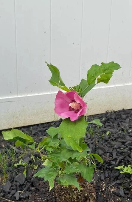 Aphrodite Rose of Sharon Althea Live Plant – Quart Pot – Outdoor Shrub - Image 7