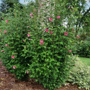 Aphrodite Rose of Sharon Althea Live Plant – Quart Pot – Outdoor Shrub - Image 8