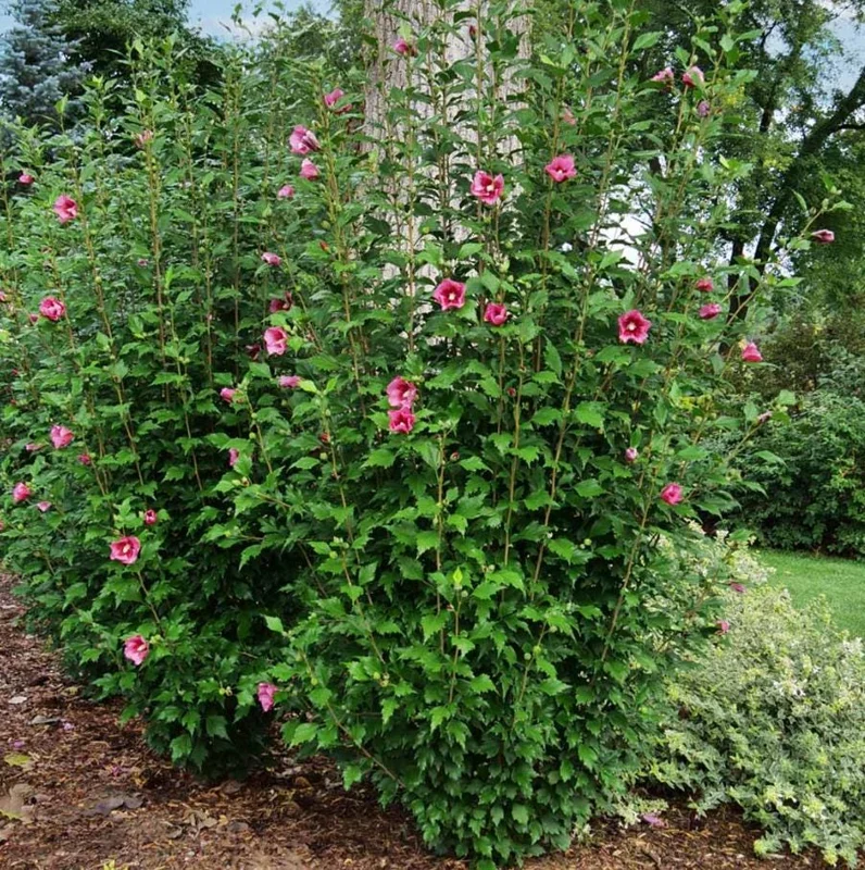 Aphrodite Rose of Sharon Althea Live Plant – Quart Pot – Outdoor Shrub - Image 8