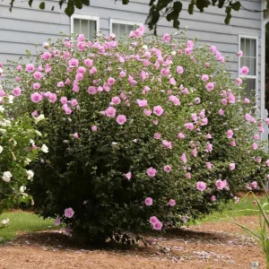 Aphrodite Rose of Sharon Althea Live Plant – Quart Pot – Outdoor Shrub - Image 9