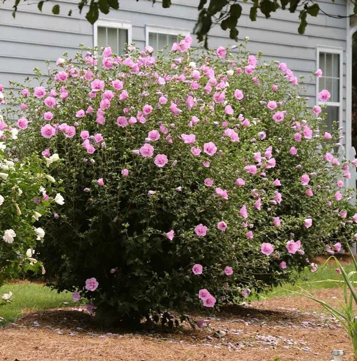 Aphrodite Rose of Sharon Althea Live Plant – Quart Pot – Outdoor Shrub - Image 9