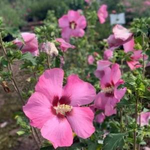 Aphrodite Rose of Sharon Althea Live Plant – Quart Pot – Outdoor Shrub - Image 1