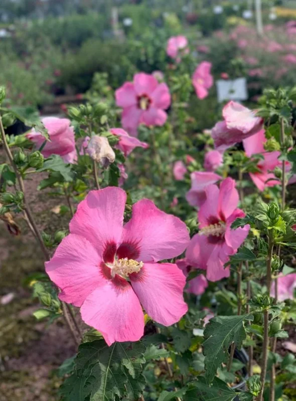 Aphrodite Rose of Sharon Althea Live Plant – Quart Pot – Outdoor Shrub - Image 1