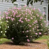 Aphrodite Rose of Sharon Bare Root Plant - Hibiscus Syriacus - 2 Pack Outdoor Shrub - Image 1