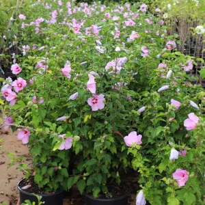 Aphrodite Rose of Sharon Live Plant 10-18