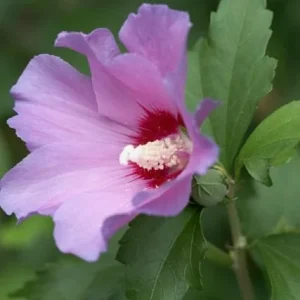 Aphrodite Rose of Sharon Live Plant 10-18