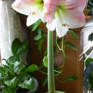 Apple Blossom Amaryllis Bulb - 28-36 cm - Indoor/Outdoor Blooms - Image 2