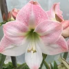 Apple Blossom Amaryllis Bulb - Winter Forcing, 20" Tall, Indoor/Outdoor - Image 1