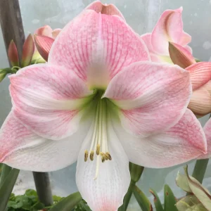 Apple Blossom Amaryllis Bulb - Winter Forcing, 20