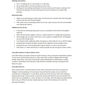 Apple Blossom Giant Dutch Amaryllis Bulb - 34/+cm Bulb - One Bulb - Pink & White Flowers - Image 4