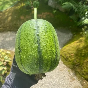 Apple Luffa Seeds - Muop Tao Heirloom Non-GMO Vegetable Seeds for Garden - Image 2