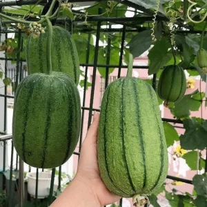 Apple Luffa Seeds - Muop Tao Heirloom Non-GMO Vegetable Seeds for Garden - Image 3