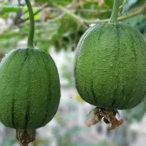 Apple Luffa Seeds - Muop Tao Heirloom Non-GMO Vegetable Seeds for Garden - Image 4