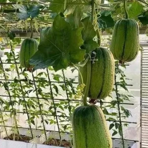 Apple Luffa Seeds - Muop Tao Heirloom Non-GMO Vegetable Seeds for Garden - Image 5