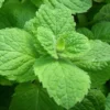 Apple Mint Live Plant - 6" Height, 3.5" Pot - Fragrant Herb for Gardens - Image 1
