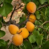 Apricot 'Golden Amber' Tree - Live Plant - 2-3 Ft Tall - 3 Gallon Pot - Outdoor Fruit Tree - Image 1