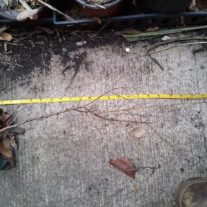 Apricot Tree Live Plant - Rooted Stock, Up to 2 ft Tall, Deciduous Outdoor Fruit Tree - Image 2