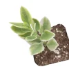Aptenia Cordifolia Variegata Succulent Live Plant – Trailing Variegated Succulent - Image 1