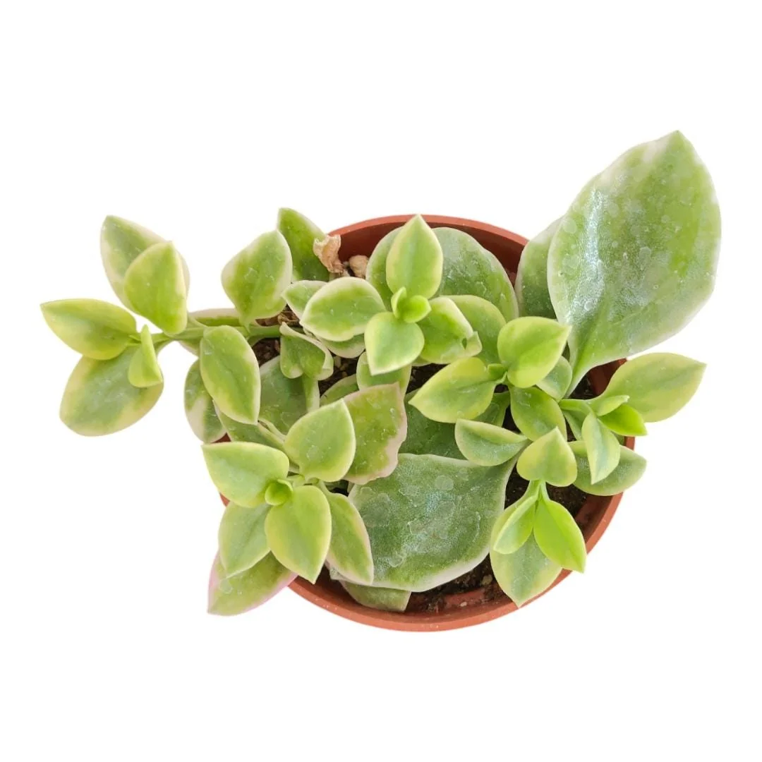 Aptenia Cordifolia Variegata Succulent Live Plant – Trailing Variegated Succulent - Image 2