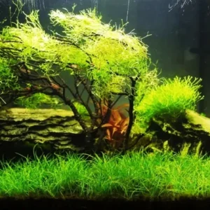 Aquarium Plant Seeds for Fish Tank Ground Cover - Water Grass Seeds - Image 2