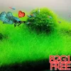 Aquarium Plant Seeds for Fish Tank Ground Cover - Water Grass Seeds - Image 1