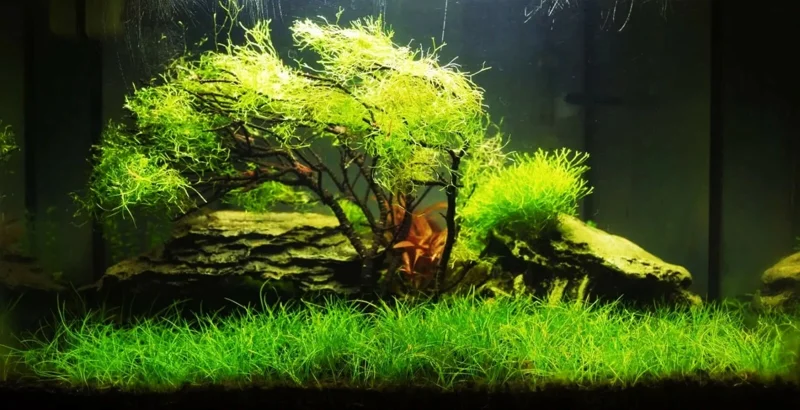 Aquarium Plant Seeds for Fish Tank Water Grass Ground Covering - USA Made - Image 2