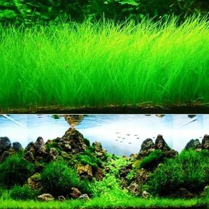 Aquarium Plant Seeds for Fish Tank Water Grass Ground Covering - USA Made - Image 3