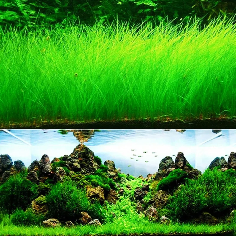 Aquarium Plant Seeds for Fish Tank Water Grass Ground Covering - USA Made - Image 3