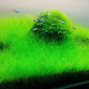 Aquarium Plant Seeds for Fish Tank Water Grass Ground Covering - USA Made - Image 4