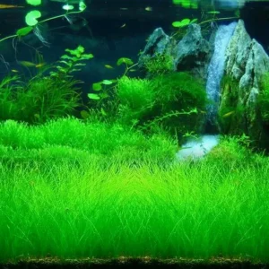 Aquarium Plant Seeds for Fish Tank Water Grass Ground Covering - USA Made - Image 6