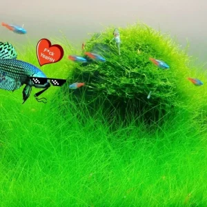 Aquarium Plant Seeds for Fish Tank Water Grass Ground Covering - USA Made - Image 1