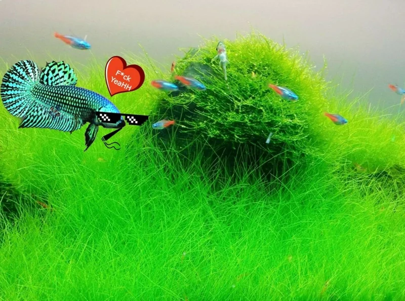 Aquarium Plant Seeds for Fish Tank Water Grass Ground Covering - USA Made - Image 1