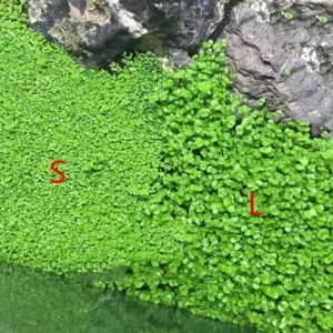 Aquatic Leaf Grass Seeds - Small Leaf Carpet Plant for Aquarium, 10g - Image 5