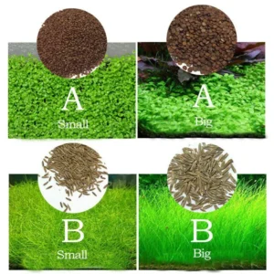 Aquatic Leaf Grass Seeds - Small Leaf Carpet Plant for Aquarium, 10g - Image 7