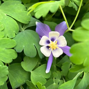 Aquilegia Canadensis 'Columbine Mix' Live Plant - 3.5
